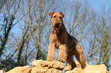 AIREDALE TERRIER 098